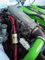 bov mounted
